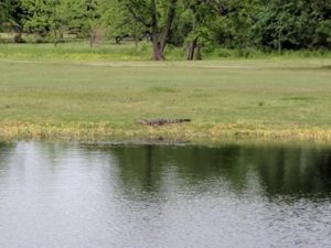 Alligator at Bayou Oaks Golf Course, New Orleans, Louisiana